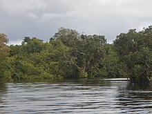 Supposed habitat of Clarias kapuasensis, swamps around Lake Sentarum Nanga Leboyan, Danau Sentarum, Kapuas Hulu Regency, West Kalimantan, Indonesia - panoramio (34).jpg