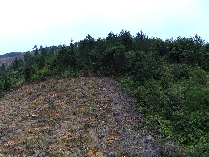 File:Nanjiangcun - forest clearing - DSCF3803.JPG