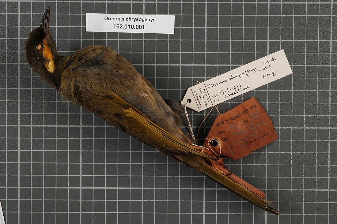 File:Naturalis Biodiversity Center - RMNH.AVES.134335 1 - Oreornis chrysogenys Van Oort, 1910 - Meliphagidae - bird skin specimen.jpeg