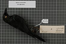 Naturalis биоалуантүрлілік орталығы - RMNH.AVES.143343 1 - Aplonis cantoroides (G.R. Grey, 1862) - Sturnidae - құс терісінің үлгісі.jpeg