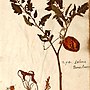 Thumbnail for En Tibi Herbarium