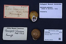 Naturalis Biyoçeşitlilik Merkezi - ZMA.MOLL.400329 - Hemicycla (Adiverticula) poşet (Férussac, 1821) - Helicidae - Mollusc shell.jpeg