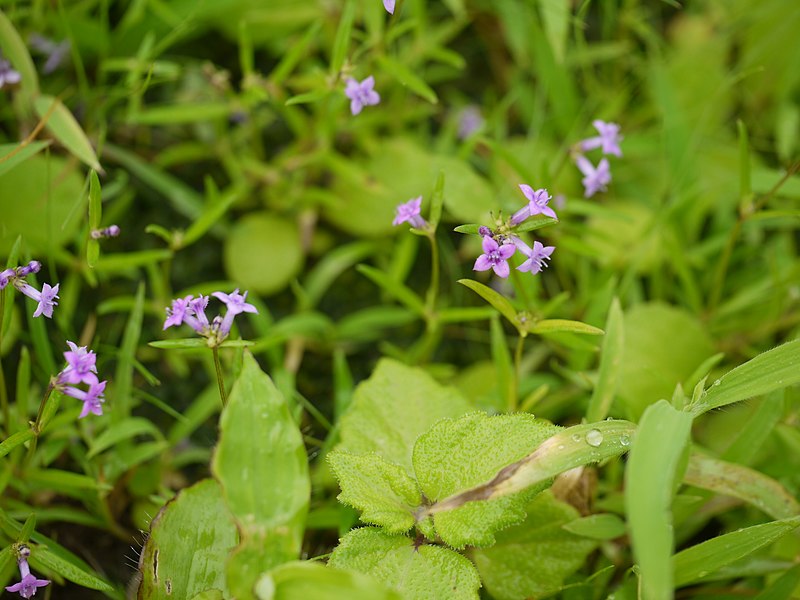 File:Neanotis lancifolia (6031751541).jpg