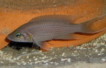Neolamprologus_olivaceous