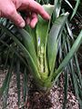 Neoregelia bahiana (TS) 2-05500.jpg