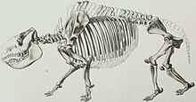 Nesodon imbricatus skeleton reconstruction.jpg