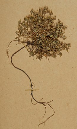 Минуарция двуцветковая. Фрагмент образца из гербария Невшательского университета (Швейцария)