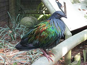 Pombo-de-Nicobar no Parque de aves de Jurong.