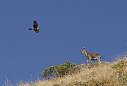 An adult male Nilgiri tahr, with a pallid harrier (female)