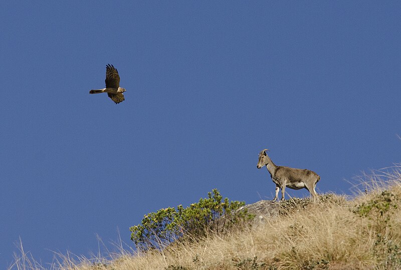 File:Nilgiri Thar and a Pallid harrier (female) seen at Eravikulam National Park. Munnar, Kerala..jpg