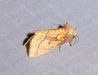 <i>Nocloa alcandra</i> Species of moth