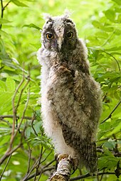 A young long-eared owl after it has moved to branches near the nest. Noor korvukrats tervenisti.jpg