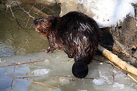 North American Beaver, Humber River near Kleinburg, Ontario (39637607974).jpg