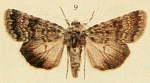 Northern Rustic Moths of the British Isles.jpg