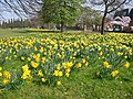 Norwood Green in spring - geograph.org.uk - 92956.jpg