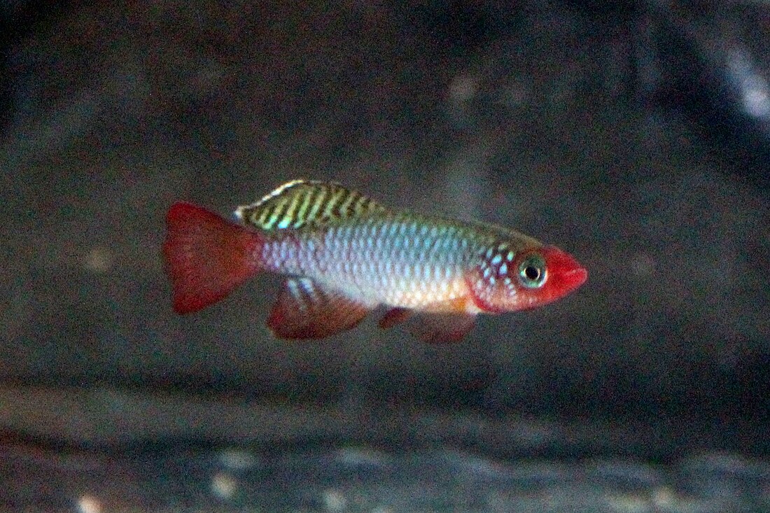 Nothobranchius rubripinnis