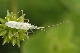 <i>Notostira elongata</i> Species of insect