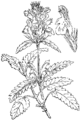 Stachys officinalis Zdravilna betonika plate 392 in: Martin Cilenšek: Naše škodljive rastline Celovec (1892)