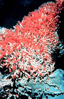 Tube worms feeding at base of a black smoker hydrothermal vent