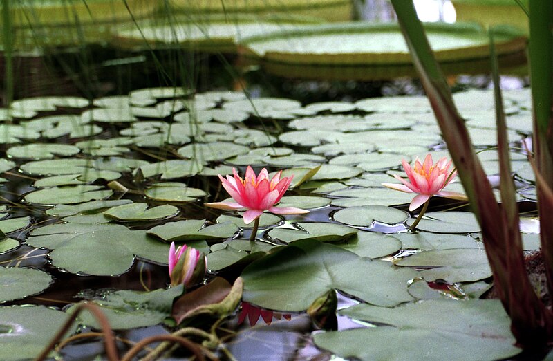 File:Nymphaea sp. or hybrid 01.jpg