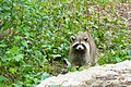 A raccoon at the Cohon Family Nature Escape. The outdoor exhibit is located behind the science centre, within the Don Valley.