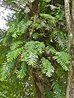 Oak-leaf Fern (Drynaria quercifolia) (8082752246).jpg