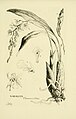 Coelogyne keithiana (as syn. Nabaluia clemensii) plate 87 in vol. VI: Oakes Ames (1874–1950) Orchidaceae: Illustrations and studies Boston (1920)