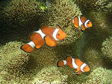 Ocellaris clownfish.JPG