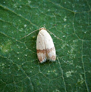 <i>Odites kollarella</i> Species of moth