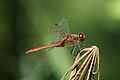 A Sympetrum sanguineum