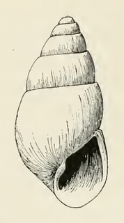 <i>Odostomia pesa</i> species of mollusc