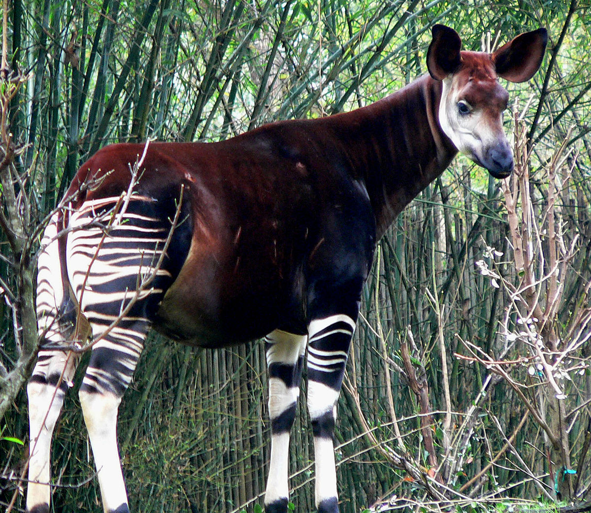 Un été au zoo de Mulhouse: les enrichissements avec l'okapi