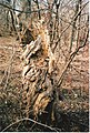 Old Tree Stump.jpg