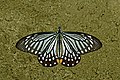 * Nomination Open wing Basking of Papilio epycides Hewitson, 1862 – Lesser Mime (by Sandipoutsider) --Atudu 15:43, 14 January 2020 (UTC) * Decline  Oppose Insufficient quality. --Ermell 16:17, 14 January 2020 (UTC)