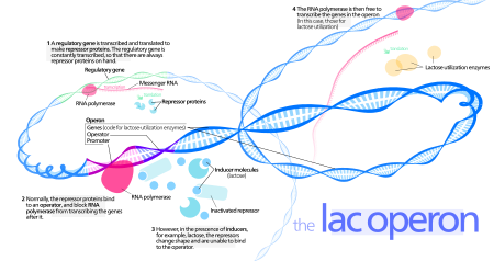 Operon_lac