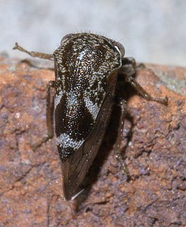 <i>Ophiderma salamandra</i> Species of true bug