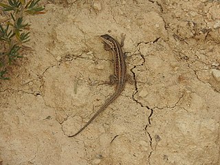 <i>Ophisops occidentalis</i> Species of lizard