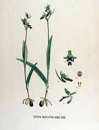 Flora Batava vol. 17 plate 1323 Ophrys muscifera Ophrys insectifera