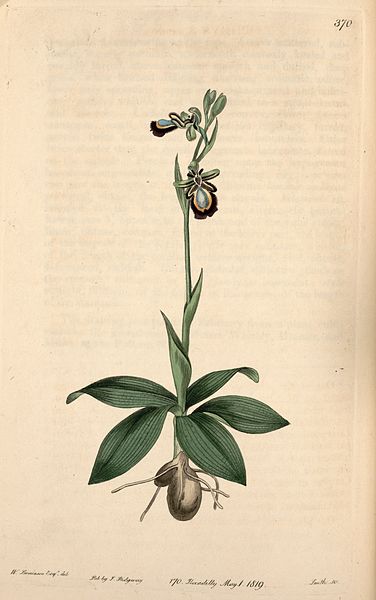 File:Ophrys speculum - Bot. Reg. 5 pl.370 (1819).jpg