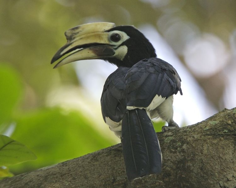 File:Oriental Pied-Hornbill (Anthracoceros albirostris) - Flickr - Lip Kee.jpg