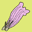 Orobanche aegyptiaca - Fiore.png