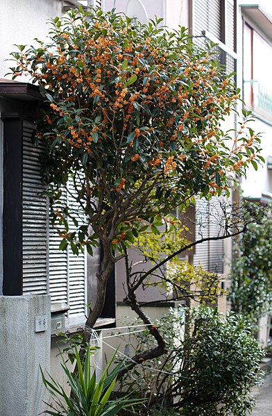 File:Osmanthus fragrans in full bloom.jpg