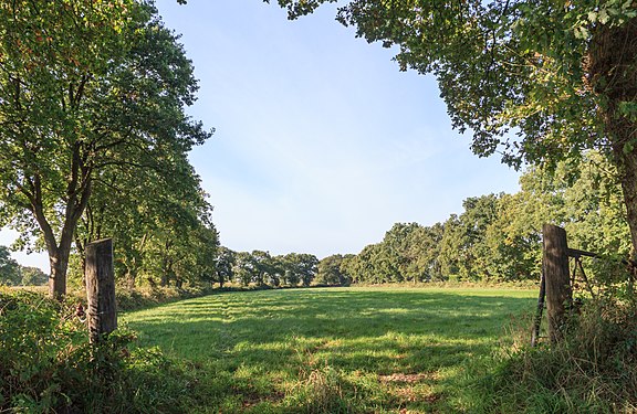 Von Wallhecken eingefasstes Feld in Ostfriesland