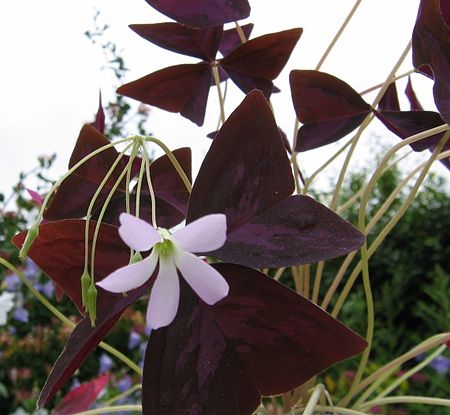 Tập_tin:Oxalis-regnellii-atropurpurea.jpg