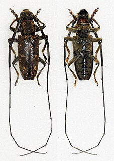<i>Oxylamia</i> Genus of beetles