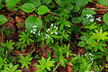 svízel vonný (dříve mařinka vonná; Galium odoratum) - Vachovec 1