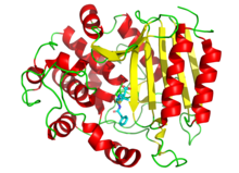 3D cartoon diagram of transpeptidase bound to penicillin G depected as sticks.