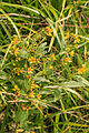 vrbina obecná Lysimachia vulgaris