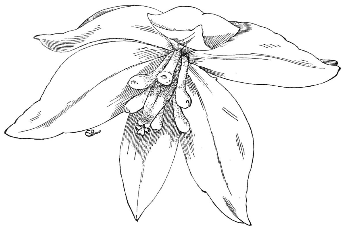 yucca flower drawing