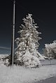 Français : Route de Franxault, Pagny-le-Château (Côte d'Or, Bourgogne, France) photographié avec un filtre infrarouge 720 nm. Català: Carretera de Franxault, Pagny-le-Château (Costa d'Or, Borgonya, França) fotografiat amb un filtre infraroig 720 nm. Español: Carretera de Franxault, Pagny-le-Château (Côte d'Or, Borgoña, Francia) fotografiado con un filtro infrarrojo 720 nm.